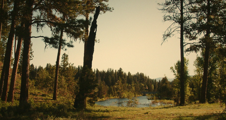 Ponderosa pines opening onto the river along a neighborhood trail